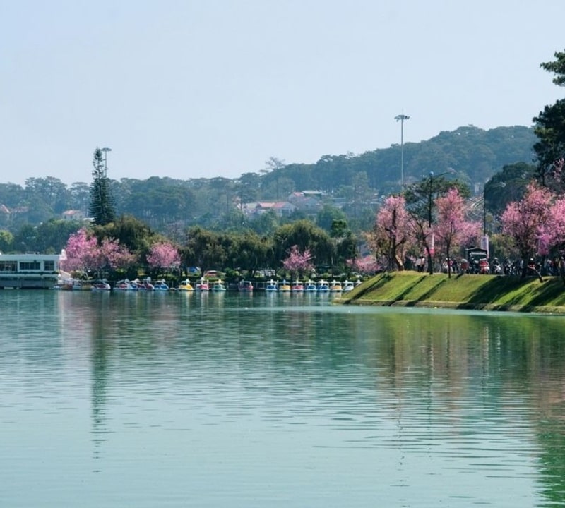 Con đường hoa anh đào khoe sắc ven Hồ Xuân Hương