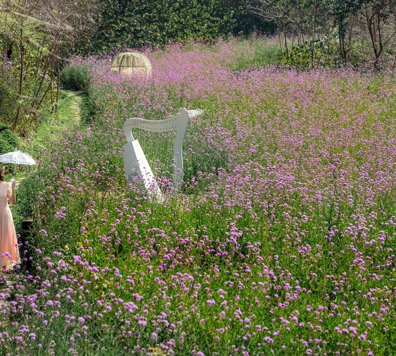 Khu vườn hoa – nơi giới trẻ thích check-in nhất tại Quán F Cánh Đồng Hoa