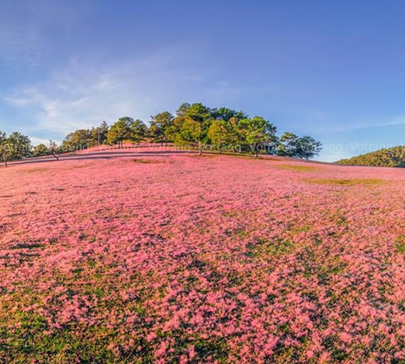 Đồi cỏ hồng thơ mộng