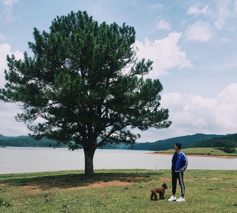 Cây thông cô đơn