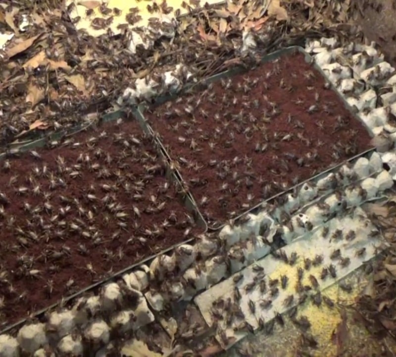 Kỹ thuật nuôi dế của trại Thuận An