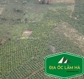 Bán 2.2 hecta đất Phi Tô giáp ranh Nam Hà