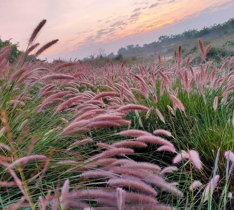 Khám phá đồi cỏ lau hồng Tân Bình đẹp tựa tranh vẽ