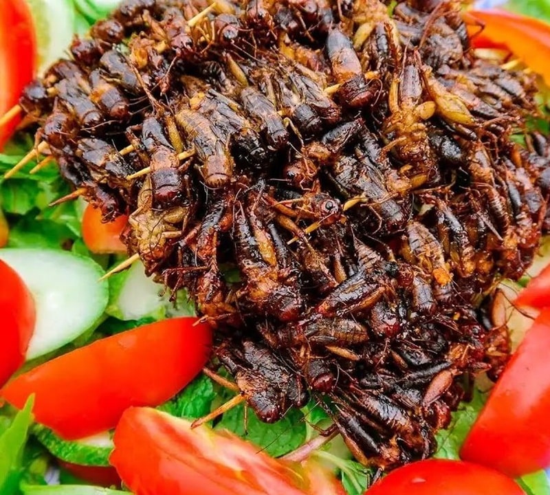 Trải nghiệm thú vị tại trại dế Thuận An