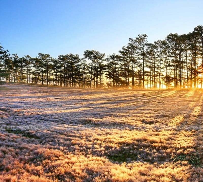 Đồi cỏ hồng buổi sáng sớm