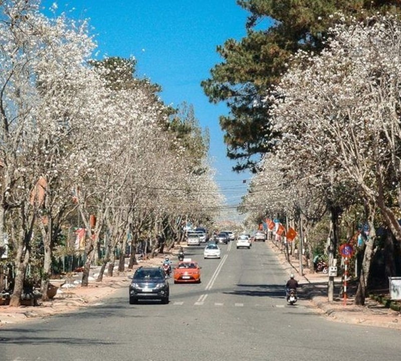 Cung đường hoa Ban - Đường Quang Trung, Phù Đổng Thiên Vương