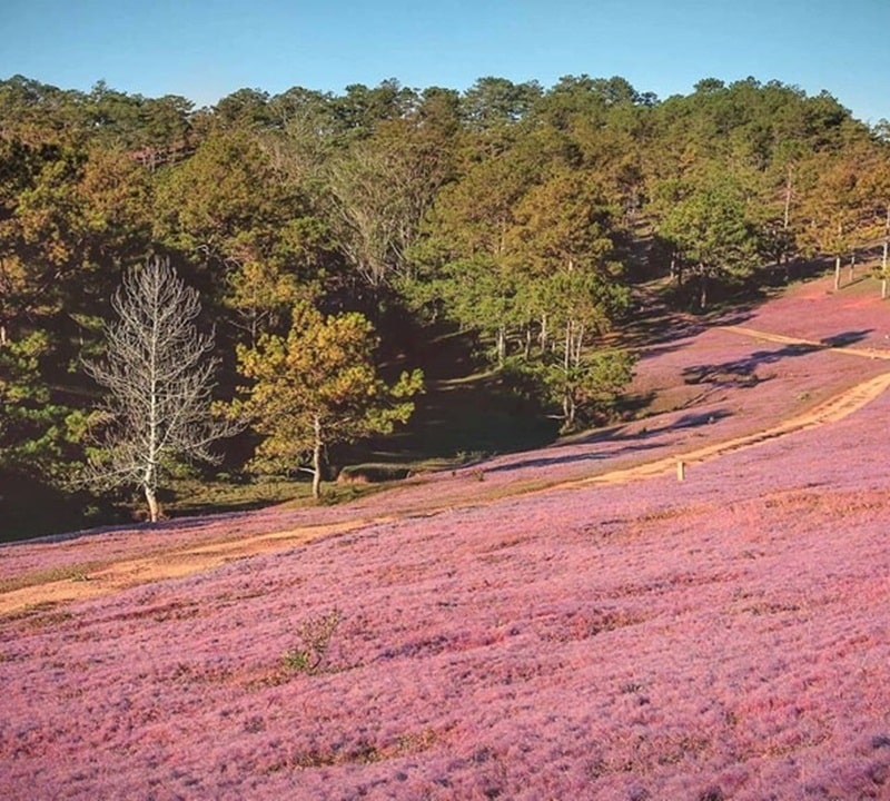 Review chi tiết rừng thông trên đồi cỏ hồng Đà Lạt