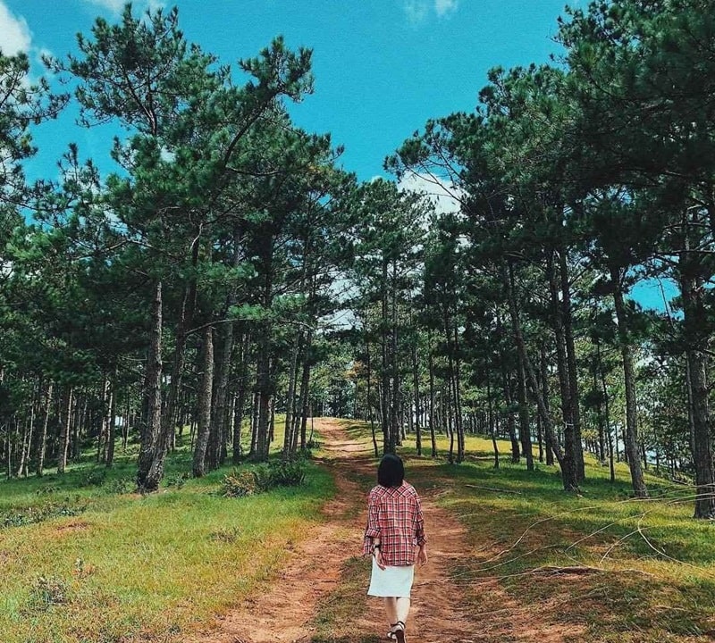 Review chi tiết rừng thông đèo Prenn